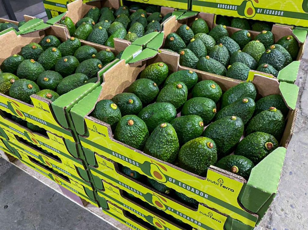 Palta Hass
