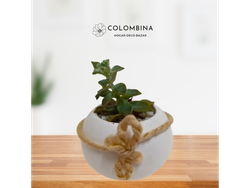 Plantita natural en maceta de yeso (cactus y suculentas) naturales - M