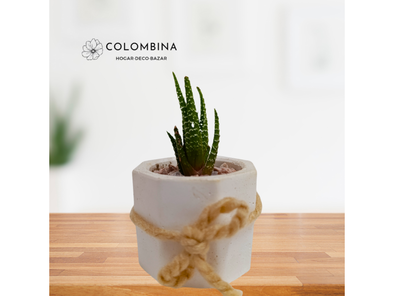 Plantita natural en maceta de yeso (cactus y suculentas) - P