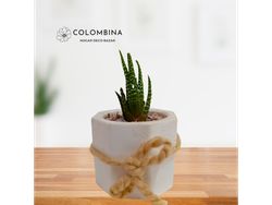 Plantita natural en maceta de yeso (cactus y suculentas) - P