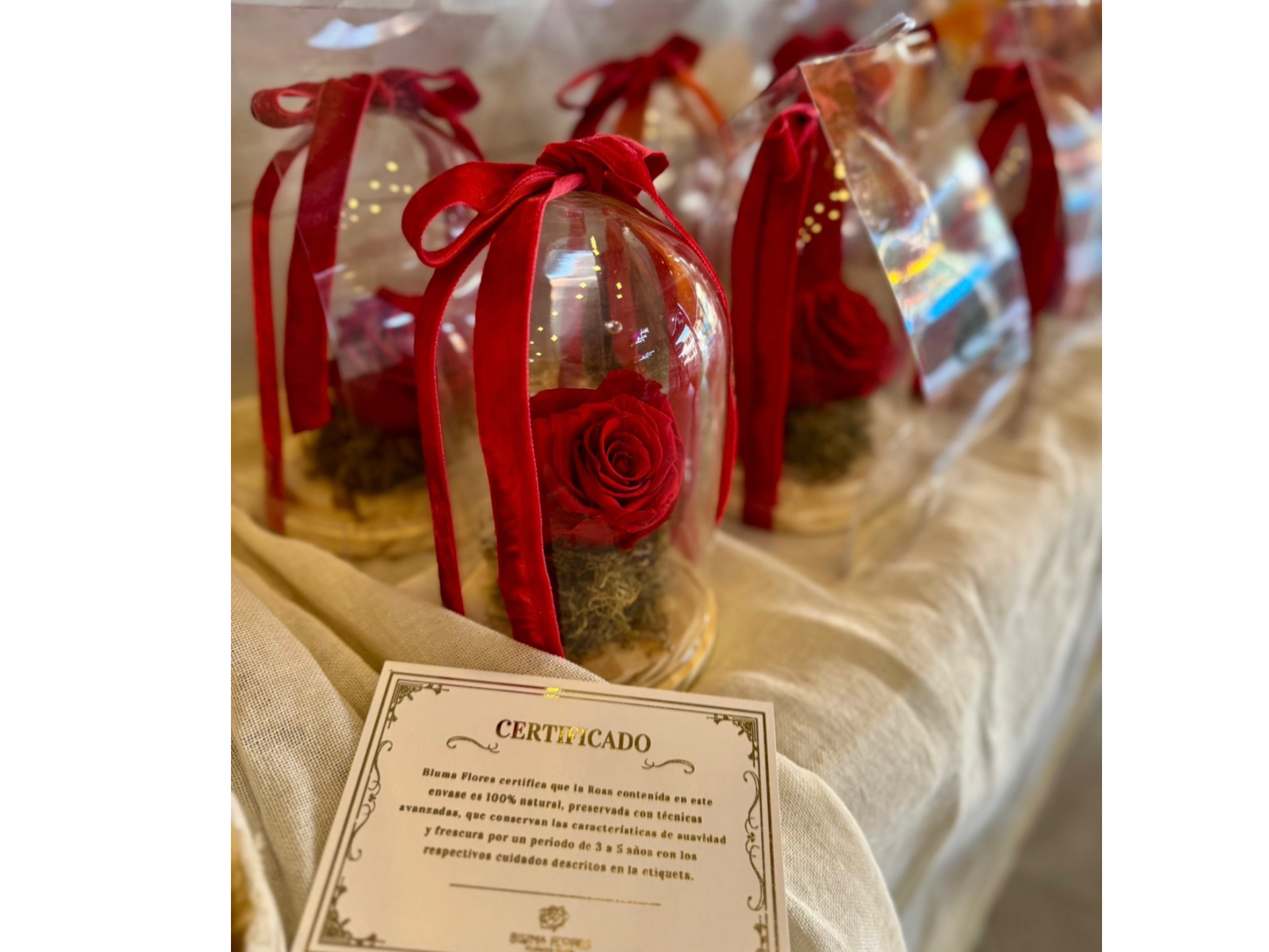 Rosa eterna amor infinito