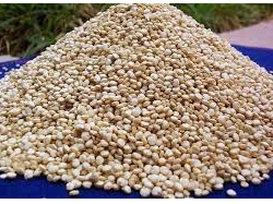 Quinoa blanca Boliviana