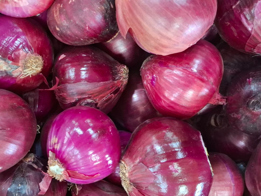 Cebolla Morada