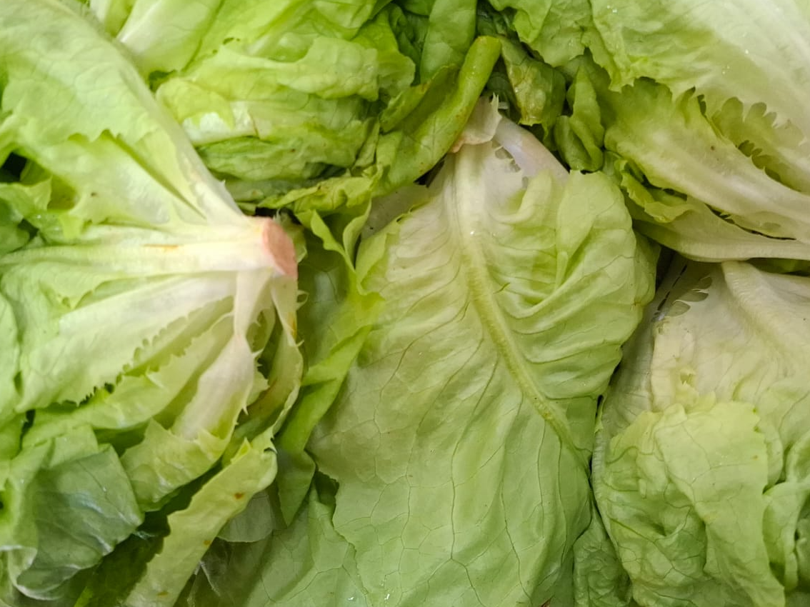 Lechuga Mantecosa x 2500Gr