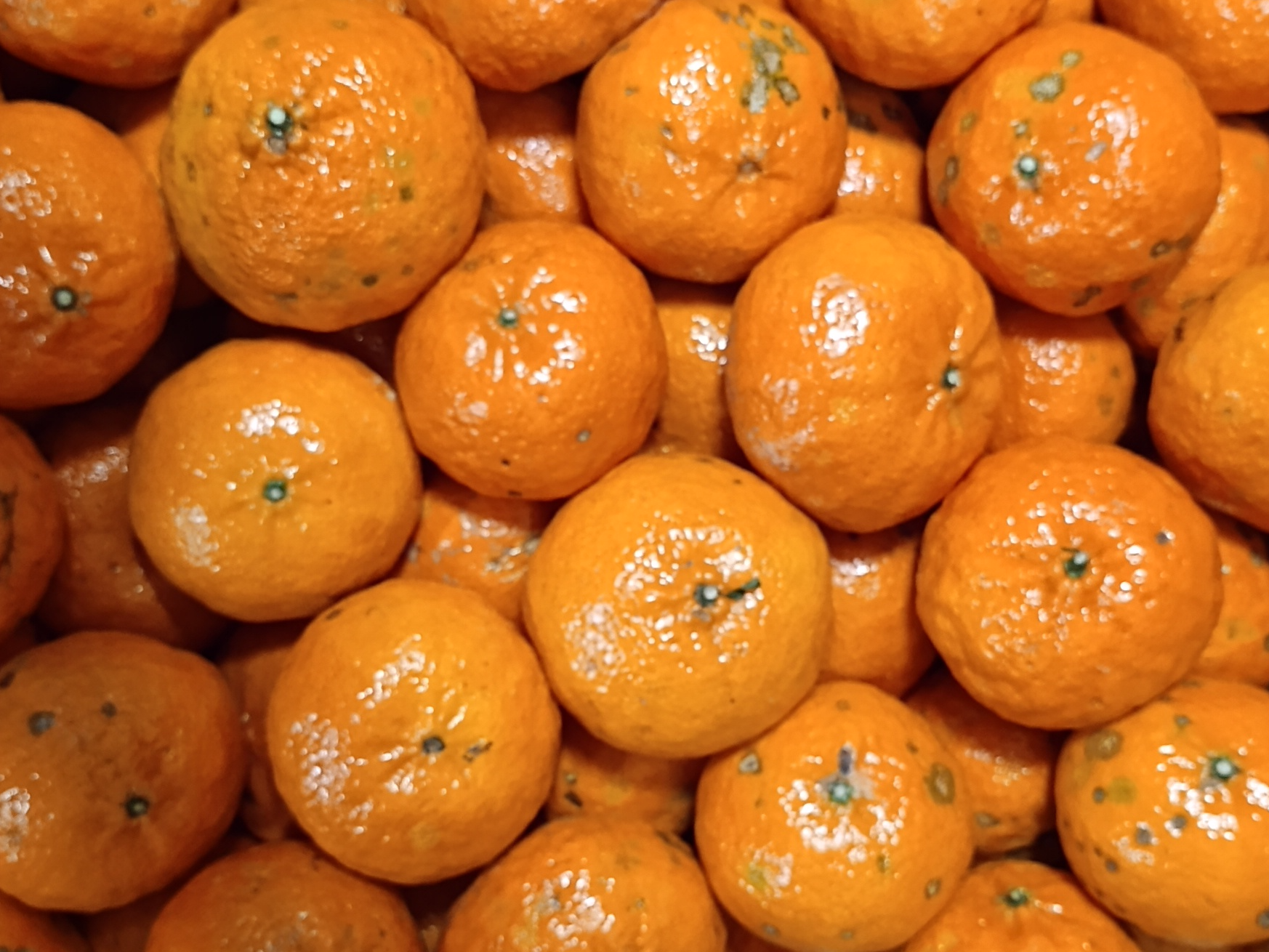 Mandarina Encore