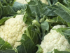 Coliflor por unidad