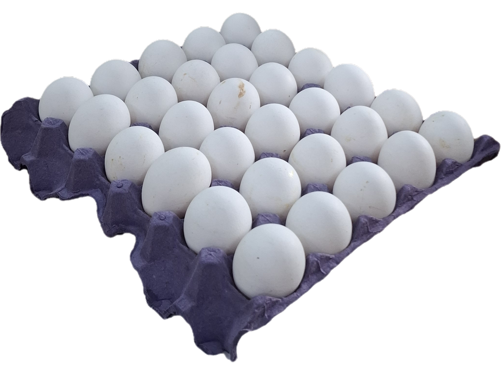 Maple Huevos Blanco Grande X1Unidad