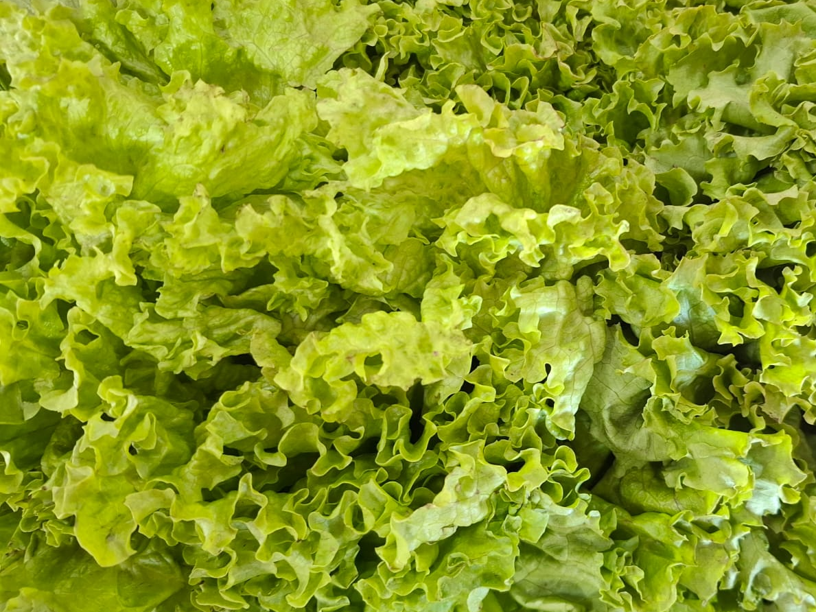 Lechuga Crespa x 250Gr