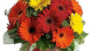 Gerberas