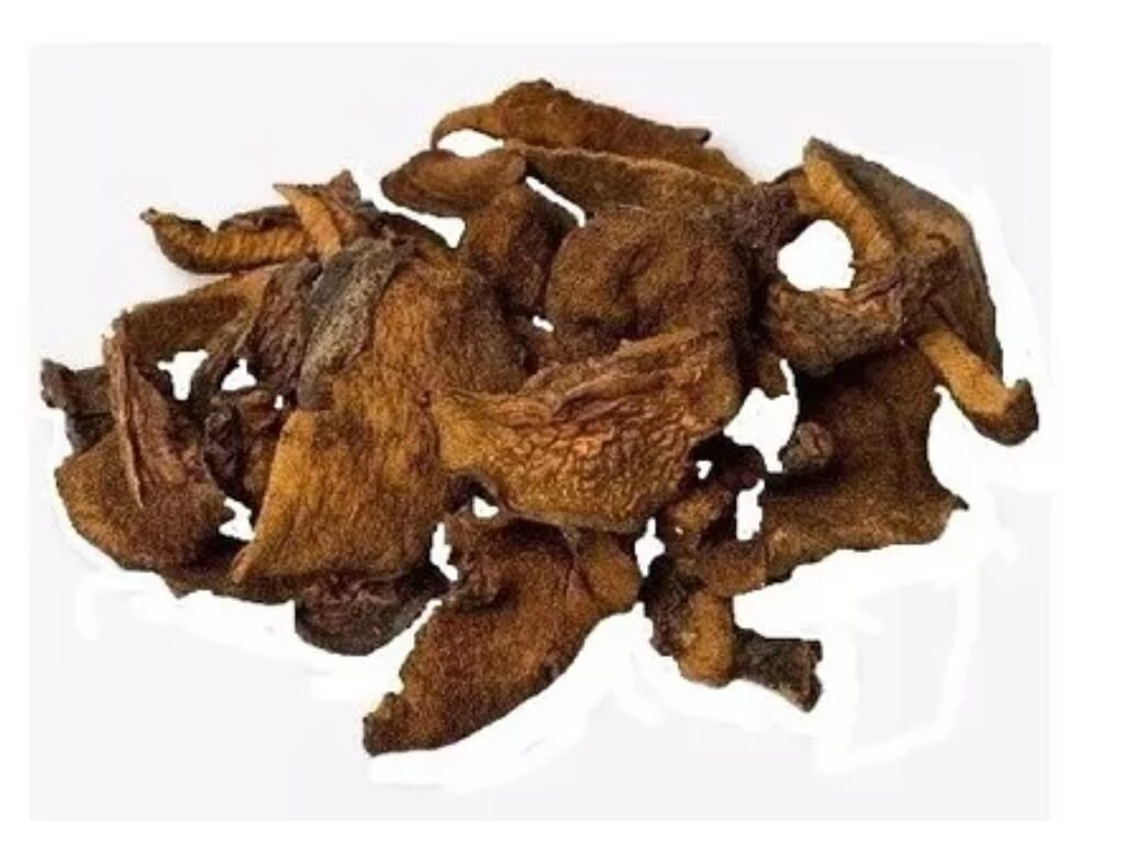 HONGOS DE PINO BOLLETUS