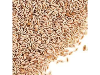 SEMILLA DE PSYLLIUM