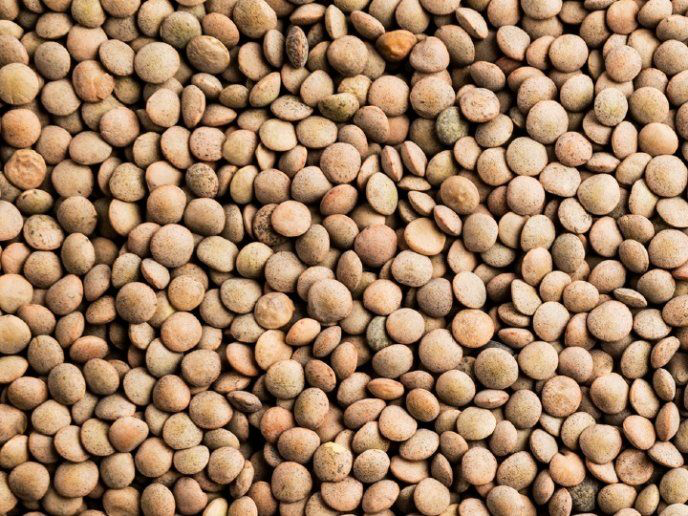 LENTEJA CANADIENSE primera