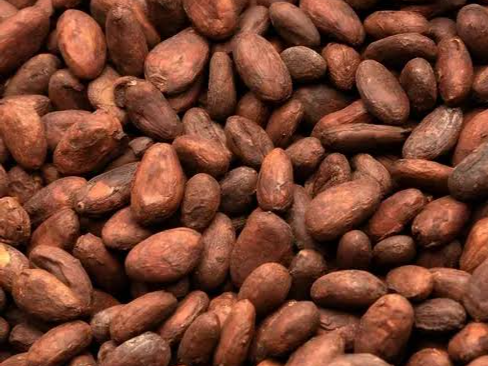 SEMILLA DE CACAO