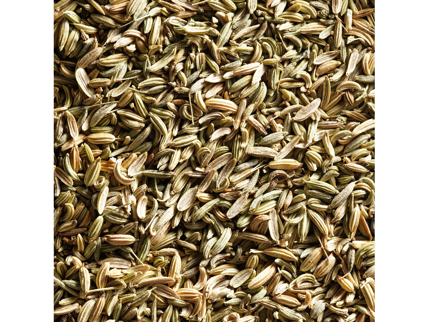 SEMILLA DE HINOJO