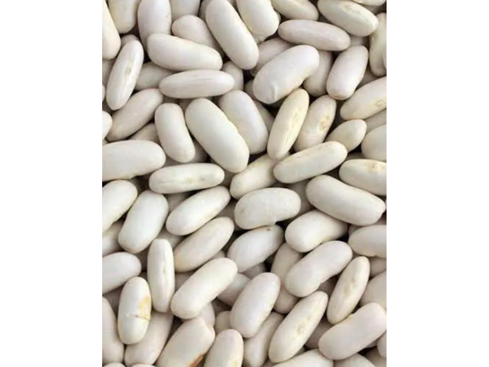 Porotos Alubia
