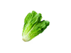 Lechuga Criolla
