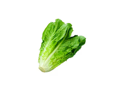 Lechuga Criolla