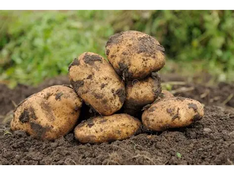 Papa de Oferta 2 x $ 1500 Mediana/Grande