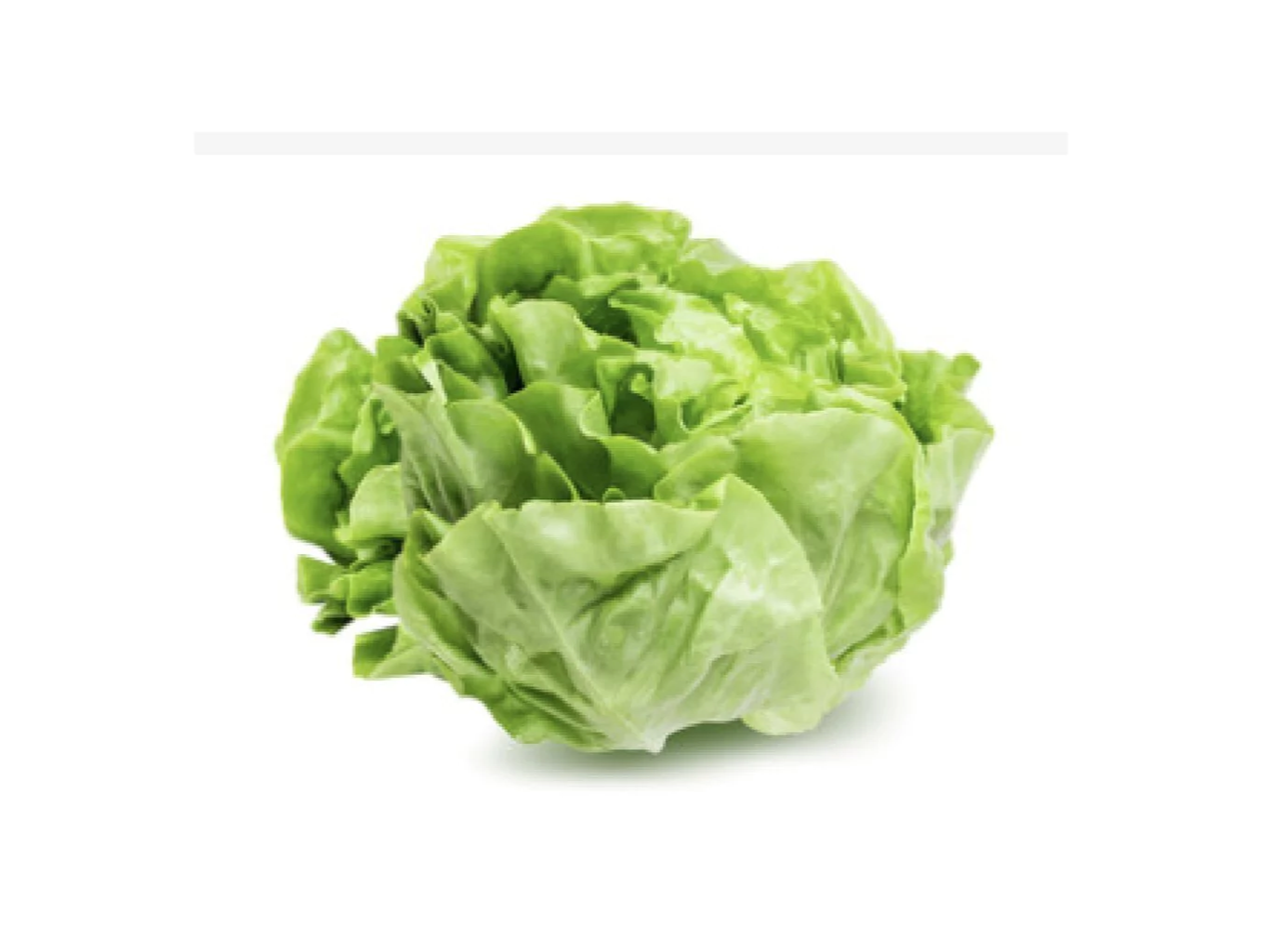 Lechuga Manteca