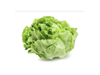 Lechuga Manteca