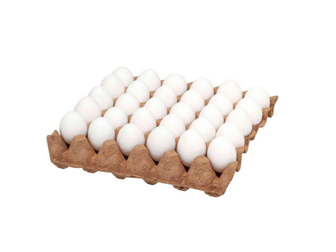 Maple Huevo Blanco Mediano