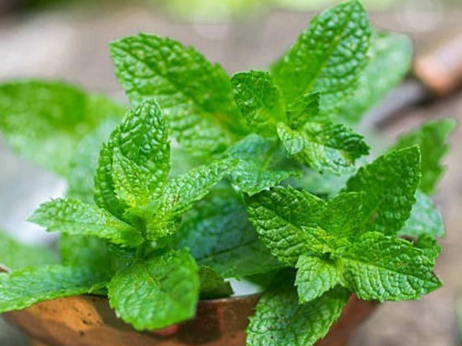 Mix Menta