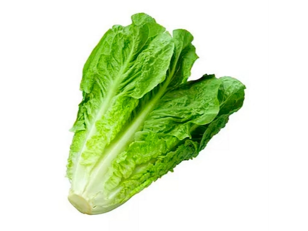 LECHUGA CRIOLLA SIN MARCA