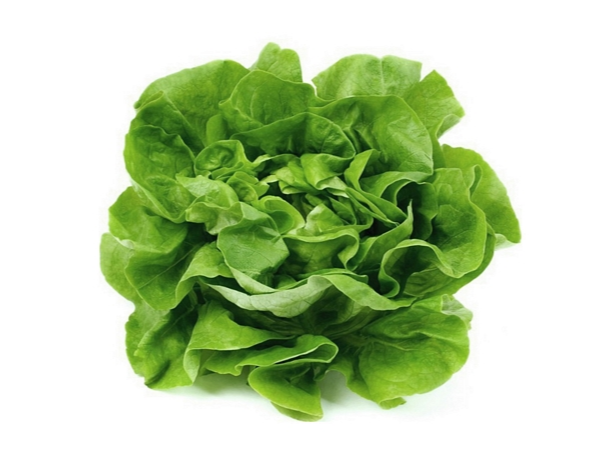 LECHUGA CREMOSA SIN MARCA