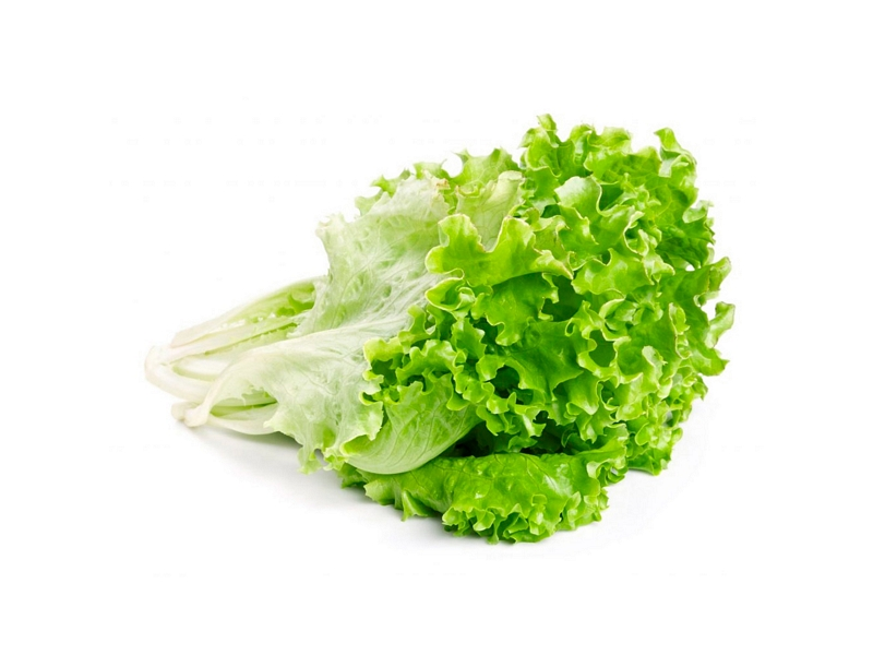 LECHUGUIN SIN MARCA S/D x 1 un.