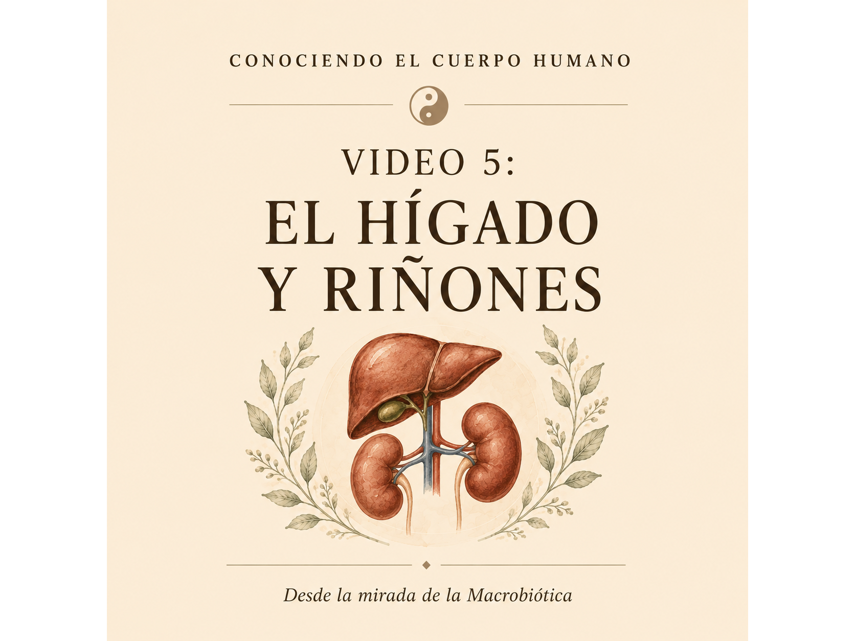 Video 5: Hígado y riñones