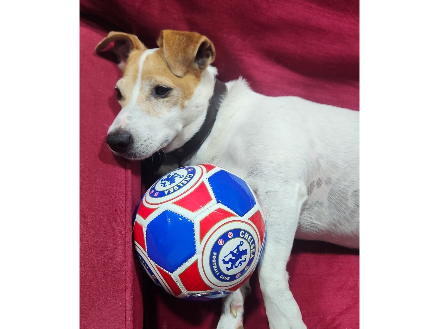 Pelota futbol N2 para niños / mascotas
