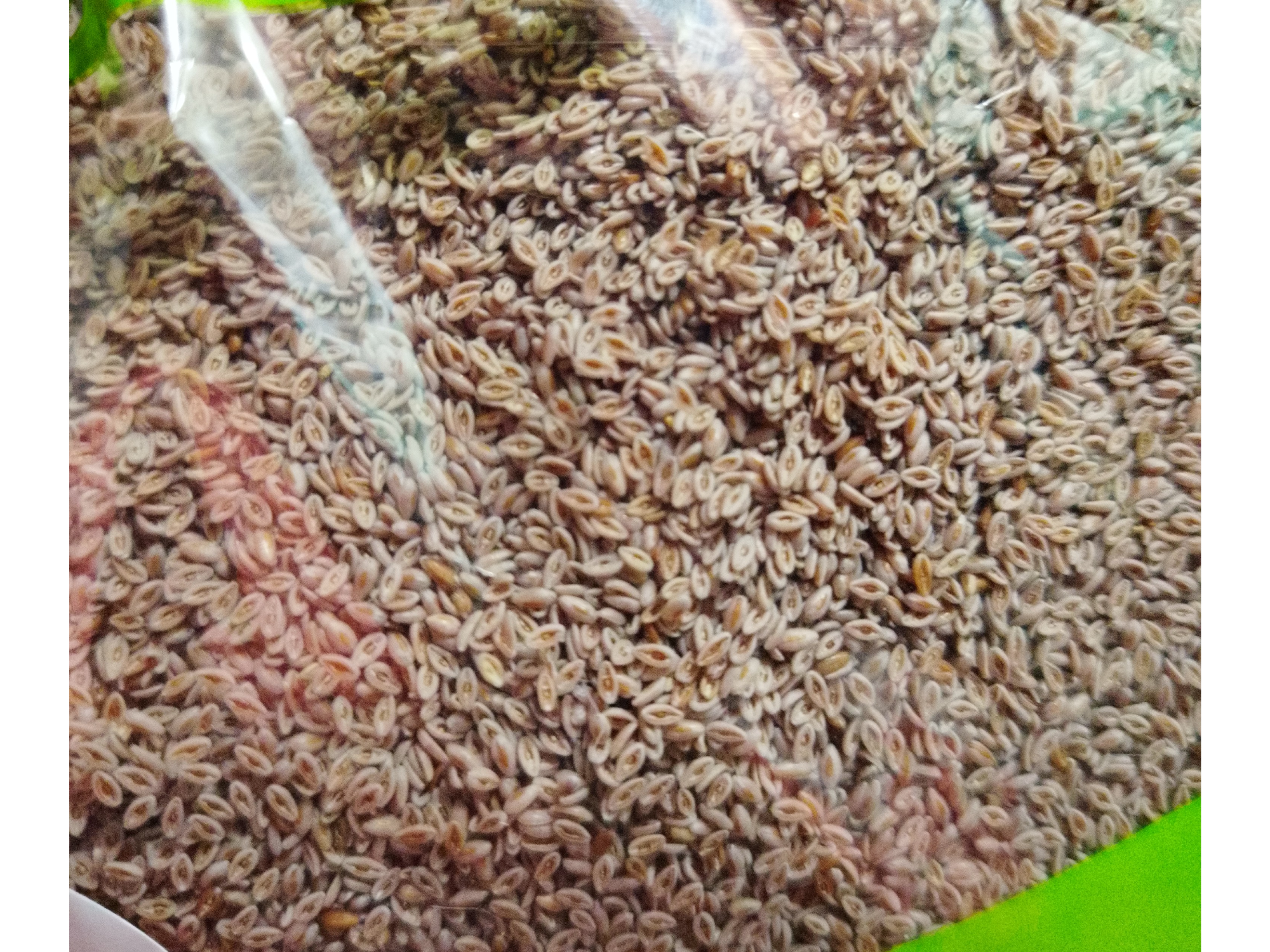 Semillas de Psyllium