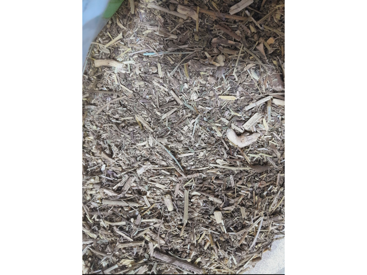 Diente de León (Amargon)