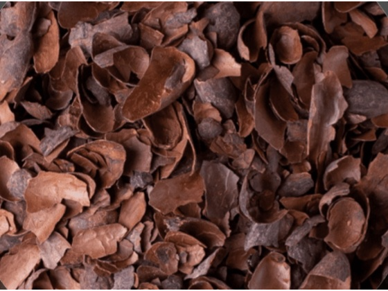 Casacarilla cacao