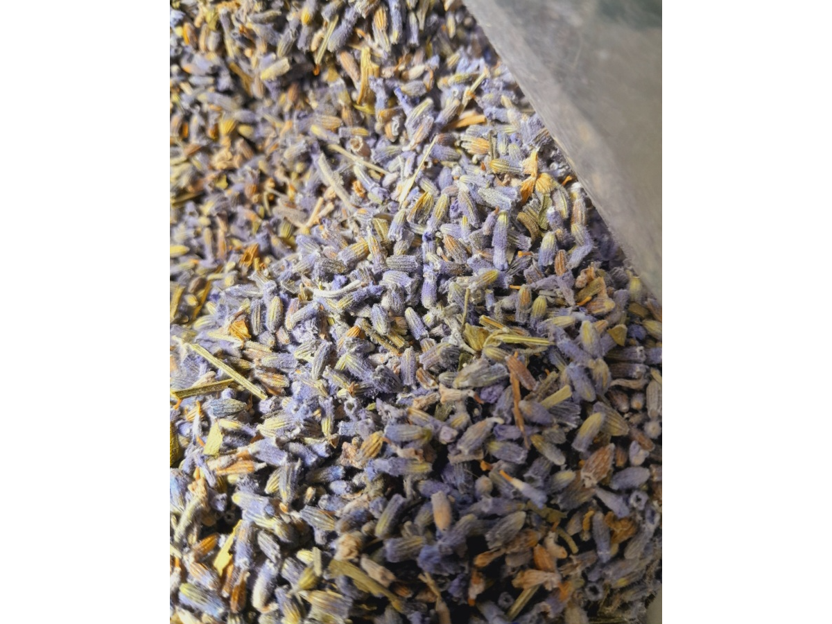 Lavanda