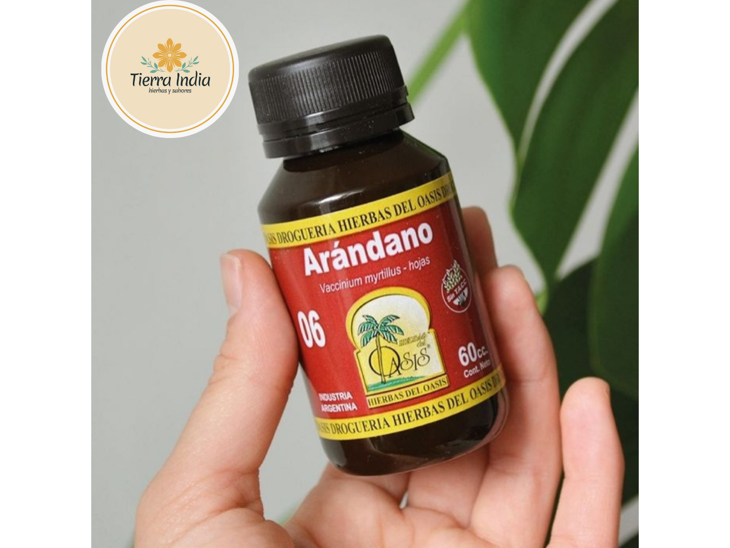 Arandano