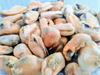 Mejillones pelados