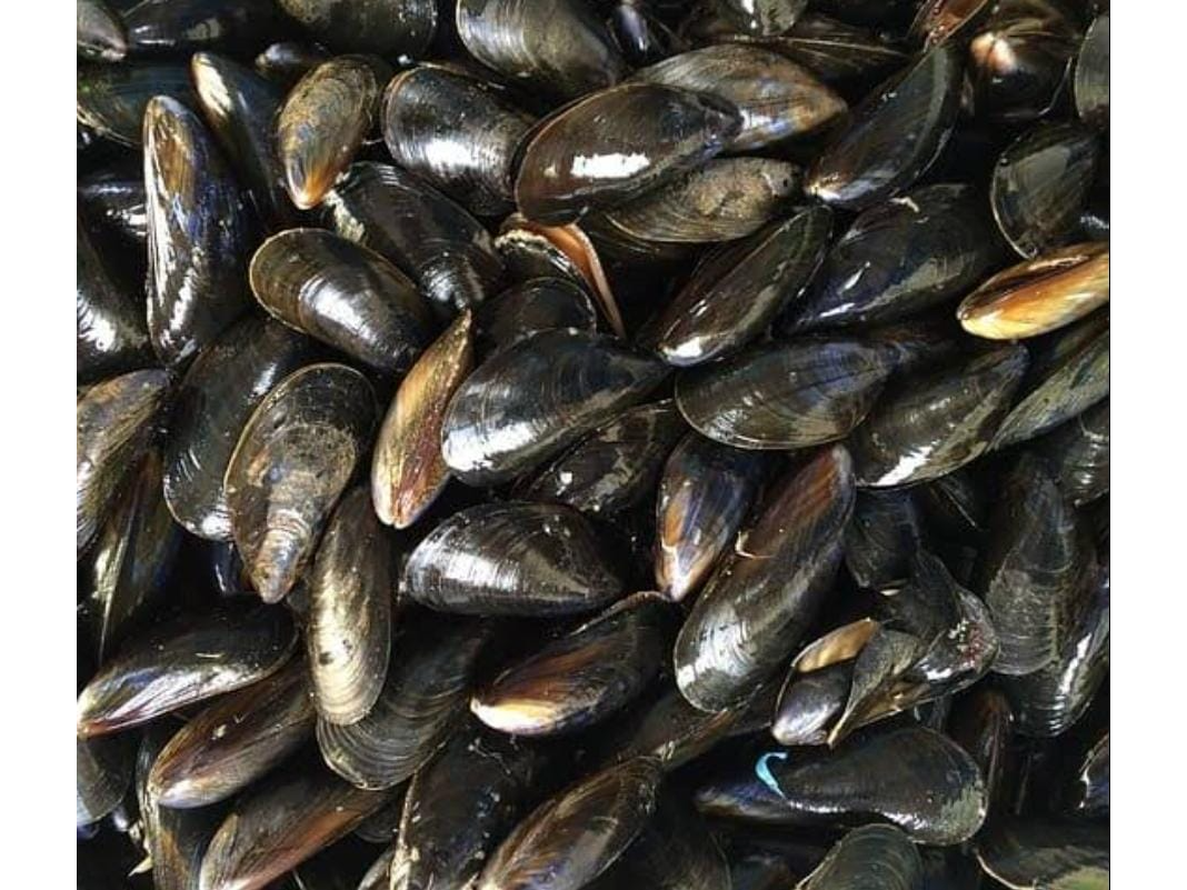 Mejillones enteros