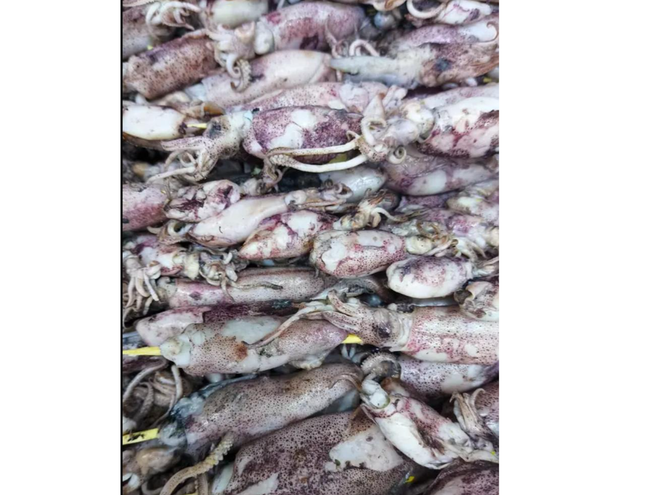 Calamaretes