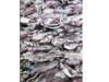 Calamaretes