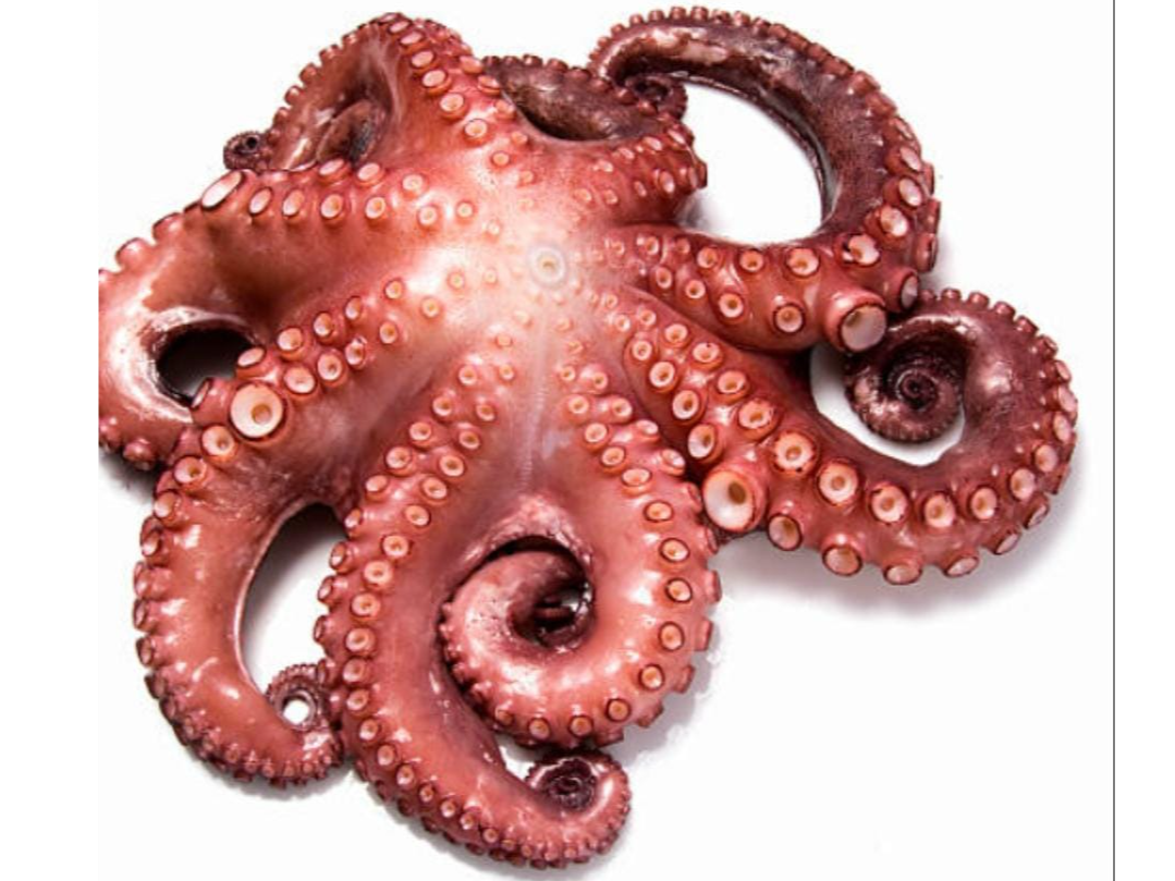 Pulpo chileno calibre 2-3