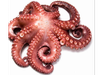 Pulpo chileno calibre 2-3