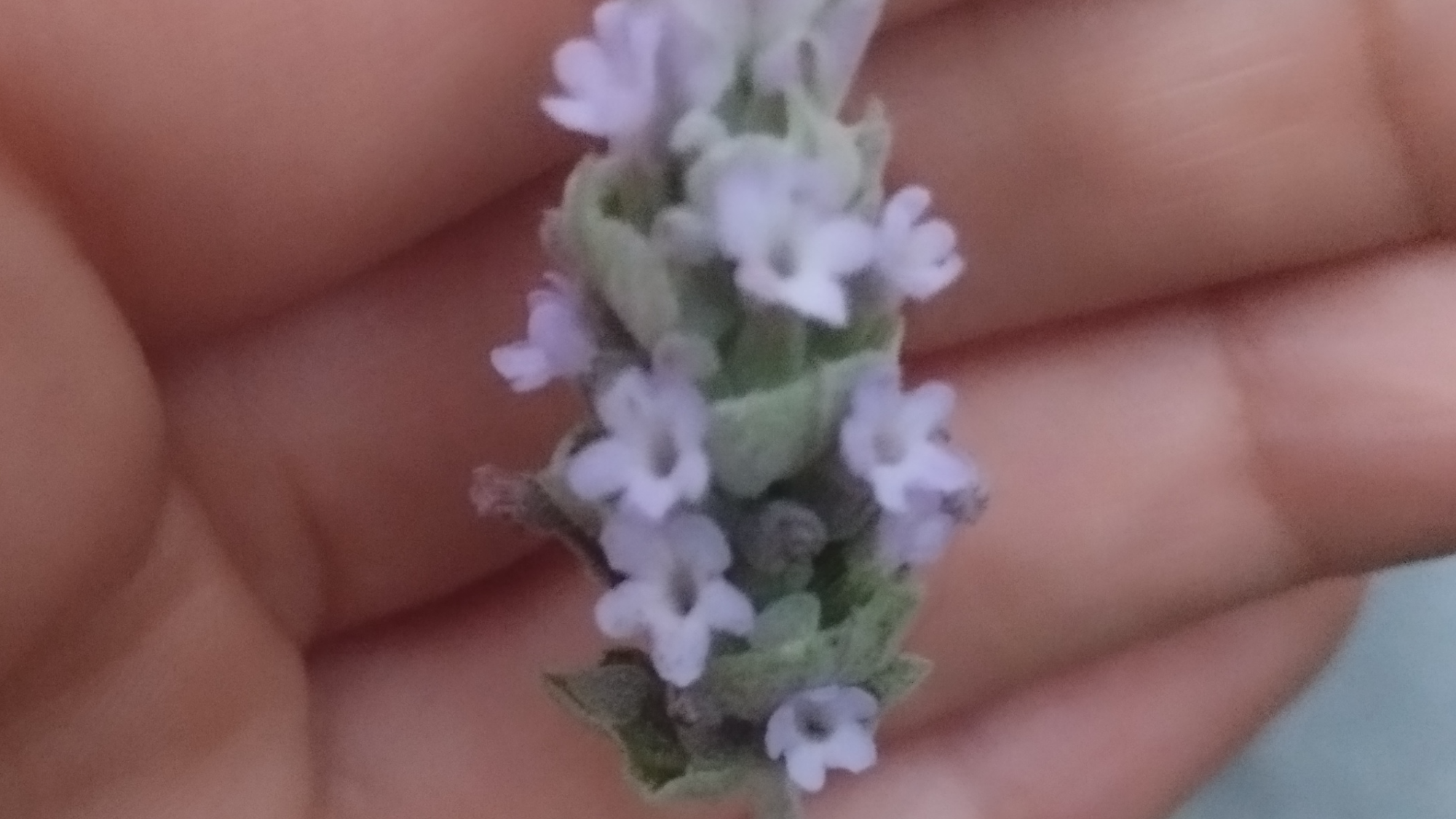 Aromáticas