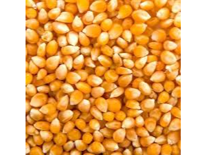 MAIZ PISINGALLO 1KG