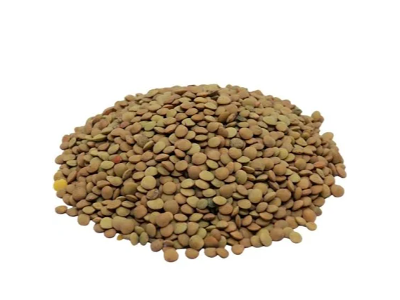 LENTEJA