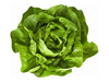 Lechuga mantecosa x kg