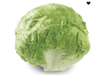 Lechuga repollada x kg