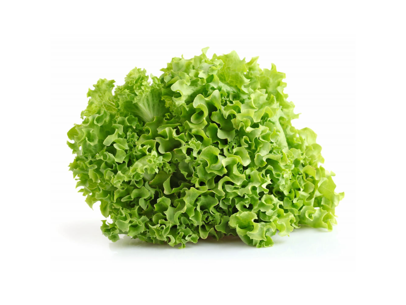 Lechuga lisa Kg