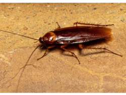 Veneno para cucarachas