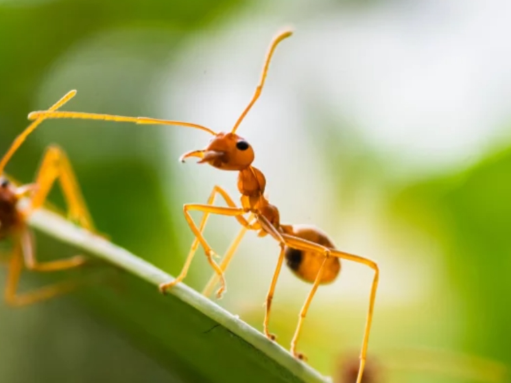 Veneno para hormigas